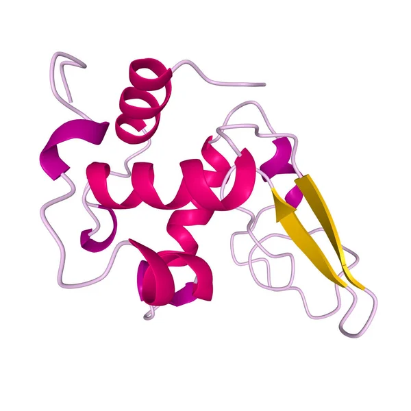 Родной Человеческий Лизозим Мультяшная Модель Третичной Структуры Элементами Вторичной Структуры — стоковое фото