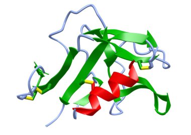 İnsan CD94 lektin reseptörünün üç boyutlu bir karikatür modeli, beyaz arkaplan