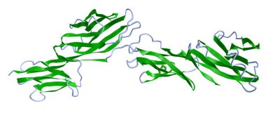 İnsan CD4 glycoprotein 'inin üç boyutlu bir karikatür modeli, beyaz arkaplan