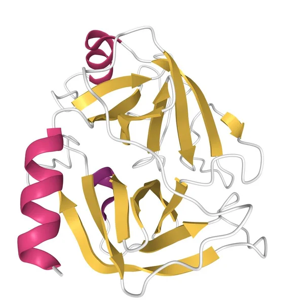 İnsan tripsin IV 'ün yapısı (beyin tripsin), 3 boyutlu karikatür modeli izole edilmiş, beyaz arkaplan