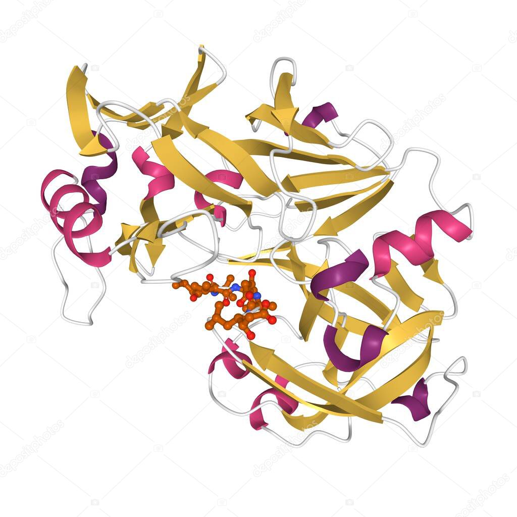 Structure of human pepsin complexed with inhibitor pepstatin, 3D cartoon model isolated, white background