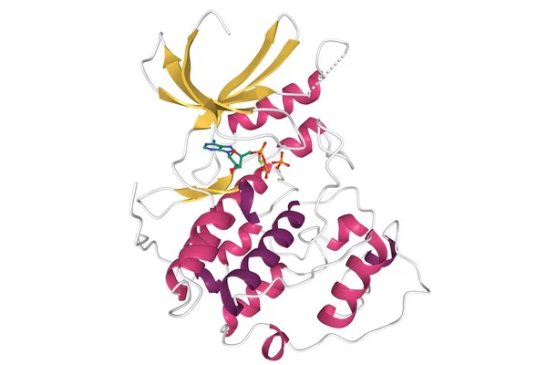 ヒトのシクリン依存性キナーゼ2はAtp分子 3D漫画モデルを単離し 白背景を持つ — ストック写真