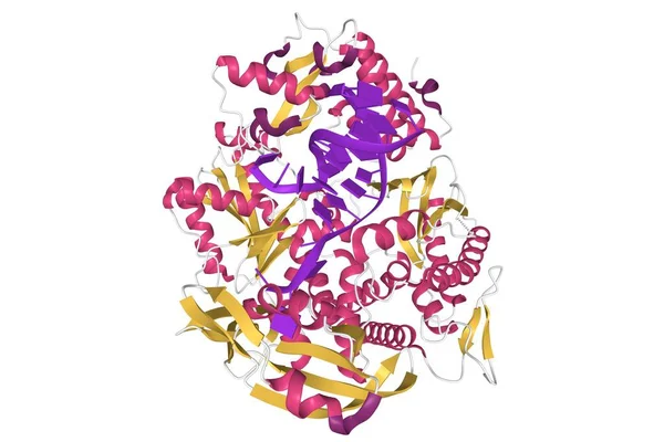 Pyrococcus Abyssi Familj Dna Polymeras Bunden Till Dsdna Tecknad Modell — Stockfoto