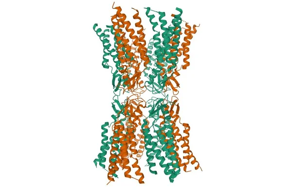 Estructura Del Dodecamer Humano Connexin Modelo Dibujos Animados Aislado Fondo — Foto de Stock