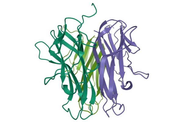 Crystal Struktur Den Mänskliga Cd40 Ligand Homotrimer Tecknad Modell Vit — Stockfoto