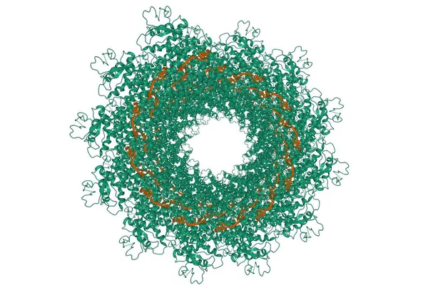 Estrutura Nucleocapsídeo Helicoidal Vírus Sarampo Modelo Desenho Animado Fundo Branco — Fotografia de Stock