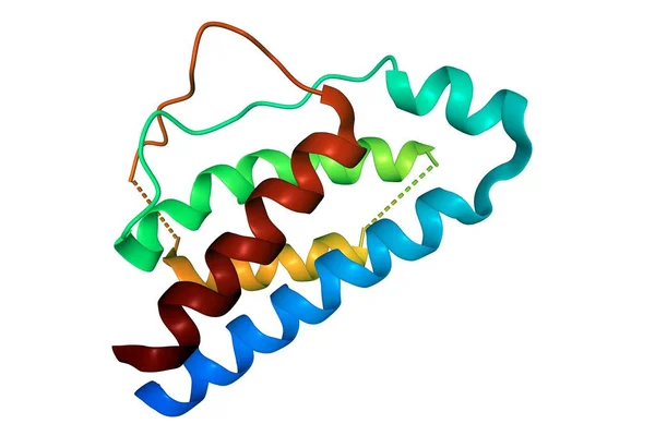 人白细胞介素 2的结构 3D卡通模型孤立 白色背景 — 图库照片