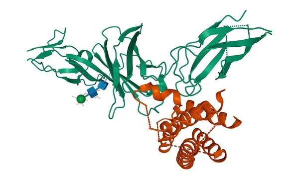 Interleukin Heterodimer — 스톡 사진