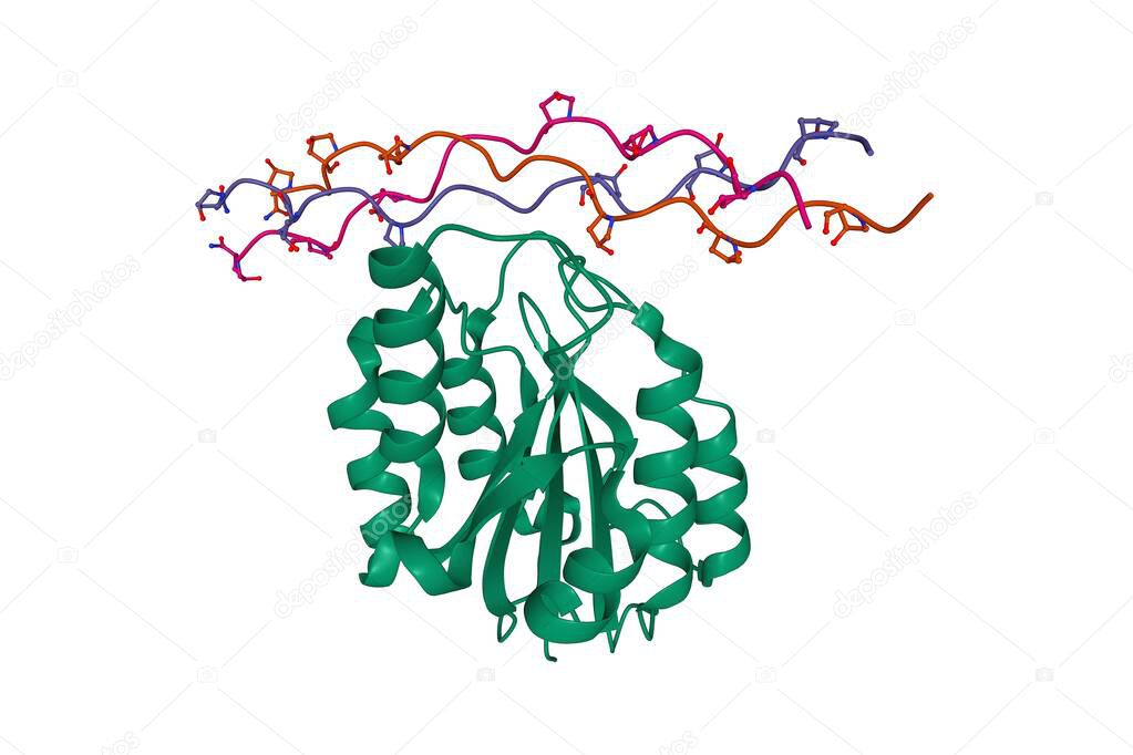 Integrin alpha2 I domain (green) in complex with collagen, 3D cartoon model, white background