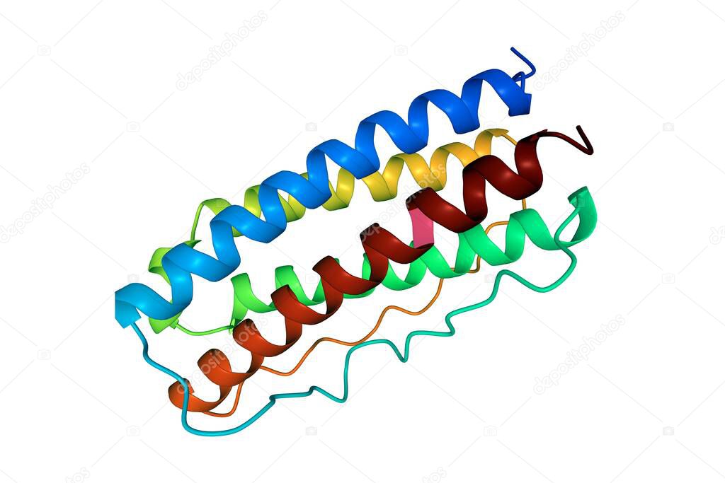 Structure of human interleukin-11, 3D cartoon model isolated, white background
