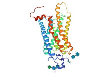 Crystal structure of a photoactivated rhodopsin, 3D cartoon model isolated, white background clipart