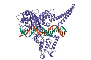 Totoxomerase I 'in yapısı - DNA kompleksi, 3 boyutlu karikatür modeli, beyaz arkaplan