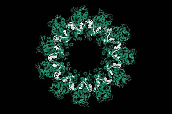 Kuduz virüsünün kristal yapısı nükleoprotein (yeşil) -RNA (beyaz) kompleksi, 3D karikatür modeli, siyah arkaplan