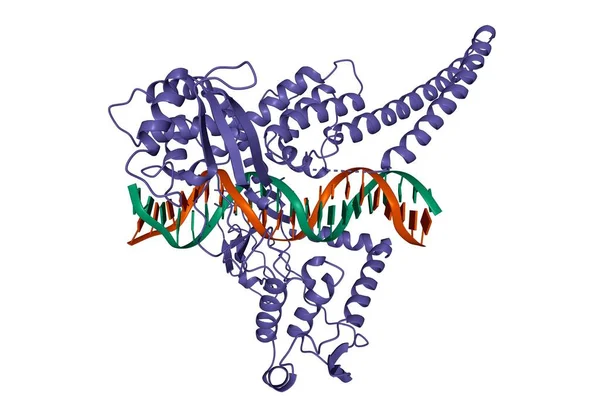 Totoxomerase I 'in yapısı - DNA kompleksi, 3 boyutlu karikatür modeli, beyaz arkaplan