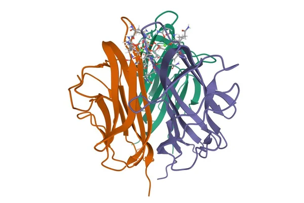 Structure Trimeric Globular Domain Adiponectin Cartoon Model Isolated White Background — 图库照片