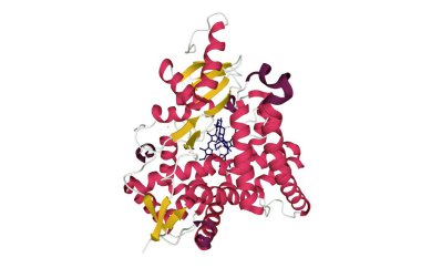 Human placental aromatase cytochrome P450 (CYP19A1) complexed with testosterone, 3D cartoon model with colored elements of the secondary structure, white background clipart