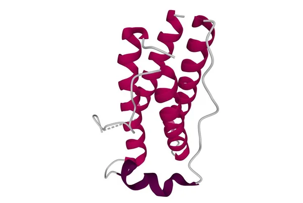 Strukturen Människans Fetma Protein Leptin Tecknad Modell Isolerad Vit Bakgrund — Stockfoto