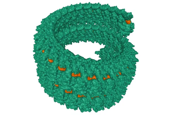 Ebola Virus Nukleoprotein Grün Rna Braun Komplex Gaußsches Oberflächenmodell Isoliert — Stockfoto