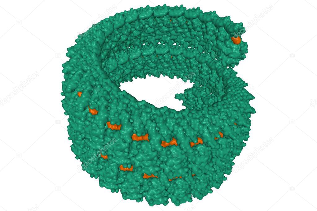 Ebola virus nucleoprotein(green)-RNA(brown) complex, 3D Gaussian surface model isolated, white background