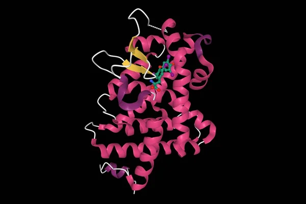 Thyroxine Thyroid Hormone Receptor Interactions Cartoon Model Black Background — Stok Foto