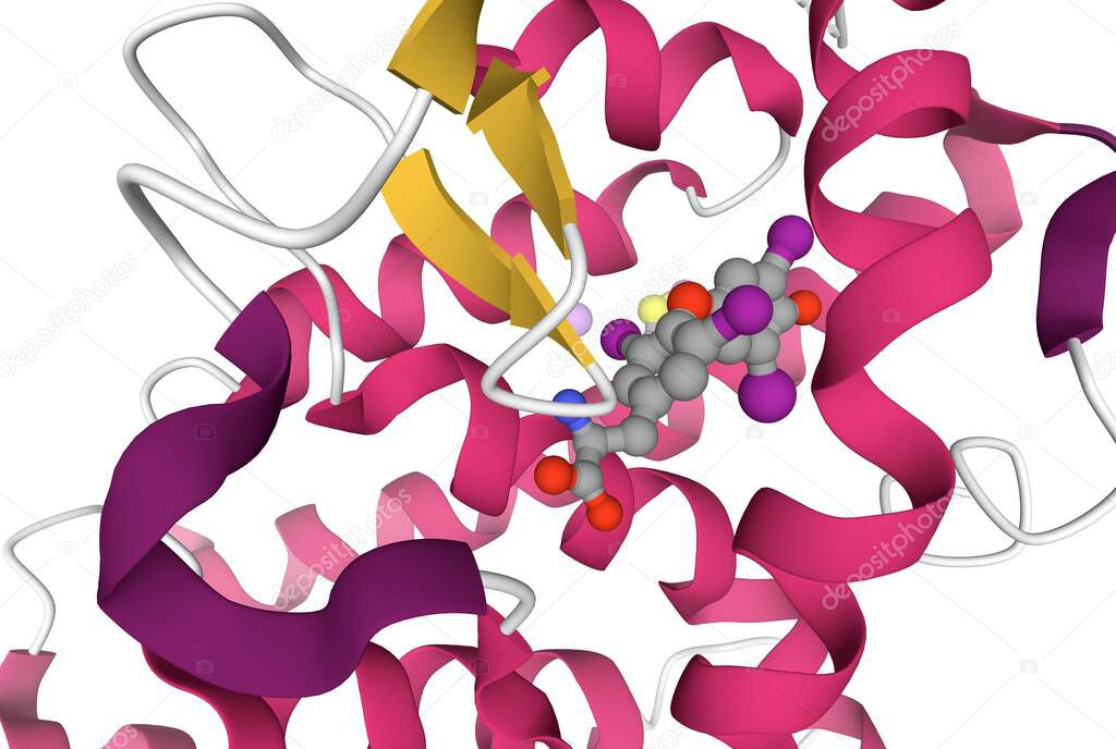 Thyroxine-thyroid hormone receptor interactions, 3D cartoon model, white background