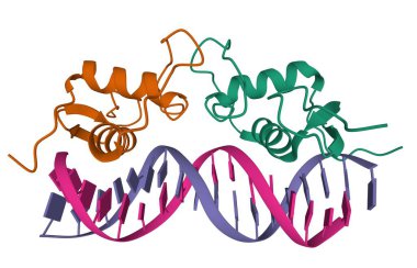 Structure of the progesterone receptor-DNA complex, 3D cartoon model, white background