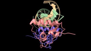 Glukokortikoid reseptör DNA bağlanma alanı - relb NF-KB yanıt ögesi kompleksi, canlandırılmış 3D model, siyah arkaplan
