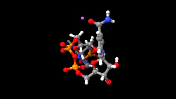 Model Rangka Dan Spacefill Beranimasi Nikotinamida Adenina Dinukleotida Fosfat Nadp — Stok Video