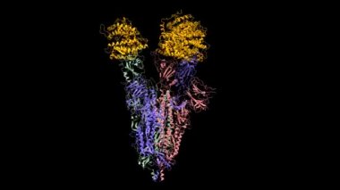 Üçlü ACE2 (turuncu )-bağlı SARS-CoV-2 spike glycoprotein trimer, animasyon 3D karikatür-Gauss yüzey modeli, siyah arkaplan