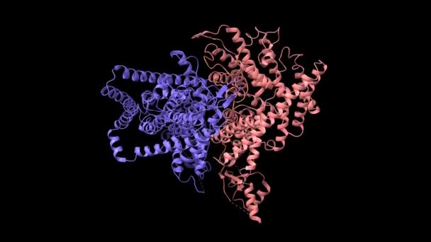 ヒトClc 1塩化チャネルホモダイマーであるシスタチオンのCryem構造 合成酵素ドメイン状態1 アニメーション3D漫画 ガウス曲面モデル 黒背景 — ストック動画