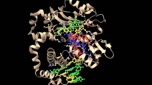 Dna Polymerase Reaktantenkomplex Mg2 Min Animierte Simulation Mit Nahaufnahme Cartoon — Stockvideo