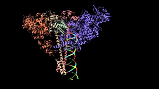 Sars Cov 복합체의 Nsp13 Helicase 애니메이션 — 비디오