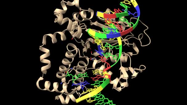 Human Dna Polymerase Beta Oxog Extensie Met Dttp Geanimeerde Simulatie — Stockvideo