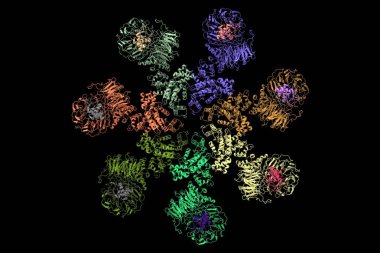 Structure of the Apaf-1 apoptosome with cytochrome C shown, 3D cartoon model, black background clipart