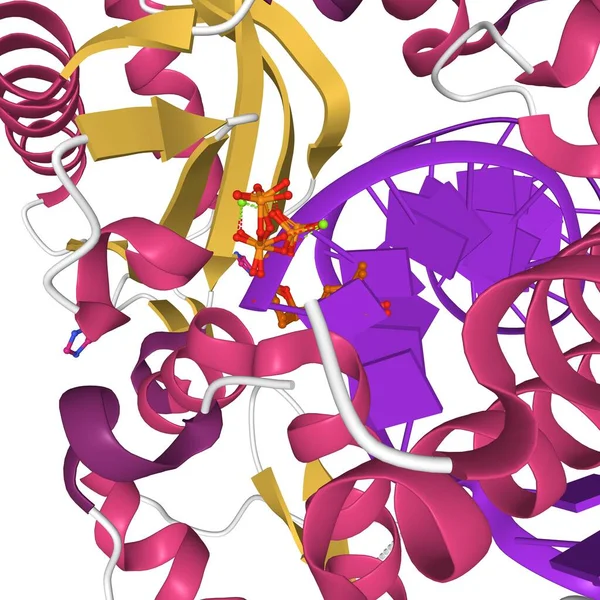 Human Dna Polymerase Beta Oxog Extension Dttp Cartoon Model Active — Stock Photo, Image