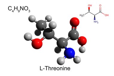 Kimyasal formül, yapısal formül ve L-threonine 'in 3 boyutlu top ve sopa modeli, temel amino asit, beyaz zemin
