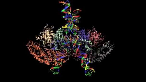 Nsan Hücresi Lösemi Virüsü Tip Htlv Kriyo Yapısı Intasom Animasyon — Stok video