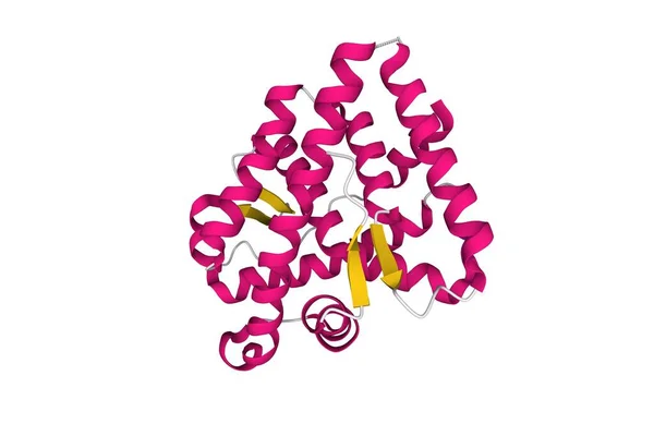 人体雄激素受体的结构 3D卡通模型具有不同色彩的二级结构元素 白色背景 — 图库照片