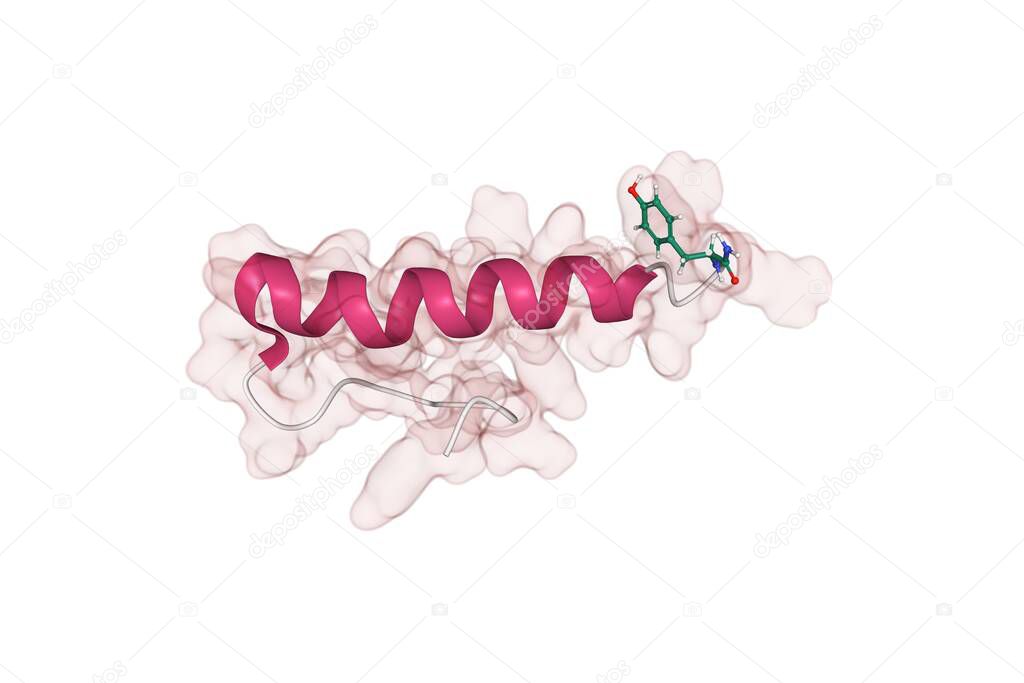Structure of human hormone peptide YY (PYY), 3D combined cartoon-Gaussian volume model, white background