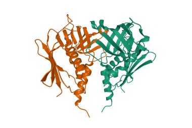 Streptococcus jejuni exotoxin J, 3 boyutlu karikatür modeli izole edilmiş, beyaz arkaplan