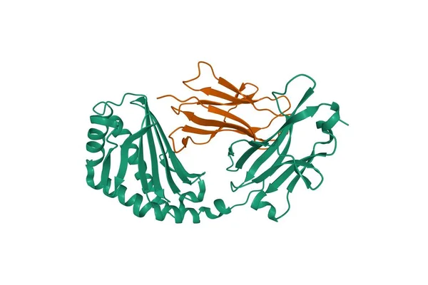 Struktur Mänskliga Cd1A Grön Komplex Med Beta Mikroglobulin Brun Tecknad — Stockfoto