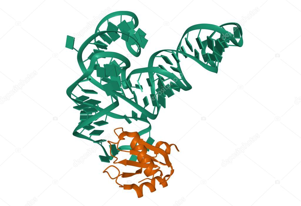 Aminoacyl-tRNA synthetase ribozyme (green) complexed with small ribonucleoprotein (brown), 3D cartoon model, white background