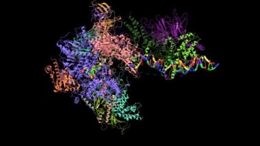 RNA polimeraz I başlatılmadan önce kompleks DNA açılışı 2 kompleks konformasyon değişiklikleri, yakın çekim, karikatür modeli, siyah arkaplan ile canlandırılmış 3D simülasyon