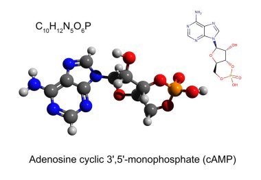 Chemical formula, skeletal formula and 3D ball-and-stick model of cyclic adenosine monophosphate (cAMP), white background clipart