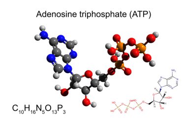 Chemical formula, skeletal formula and 3D ball-and-stick model of adenosine triphosphate (ATP), white background clipart