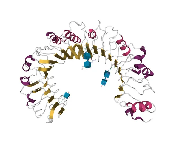 Estrutura Receptor Tipo Pedágio Humano Tlr1 Modelo Desenho Animado Com — Fotografia de Stock