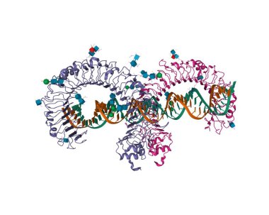 İki iplikli RNA, üç boyutlu karikatür modeli, beyaz arkaplan ile kompleksli fare gişe reseptörü 3 ektomain homodimer