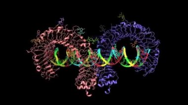 Çift iplikli RNA, animasyon 3D karikatür ve Gauss yüzey modelleri, siyah arkaplan ile kompleksli fare gişe reseptörü 3 ektomain homodimer