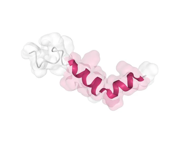 ヒトホルモンオレキシンAの溶液構造 食欲と覚醒の調節因子 結合3D漫画 ガウス曲面モデル 白背景 — ストック写真