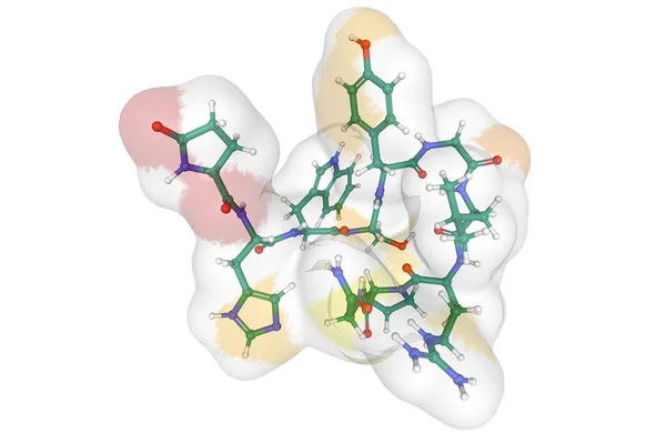 Structure Human Gonadotropin Releasing Hormone Ball Stick Model Accessible Surface — Stock Photo, Image